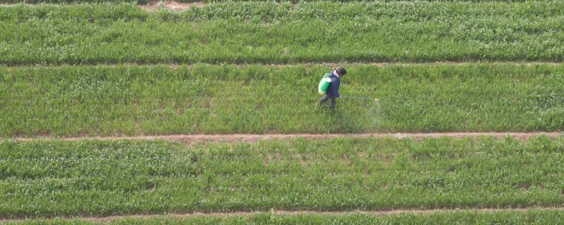 甲基二磺隆除草剂除什么草