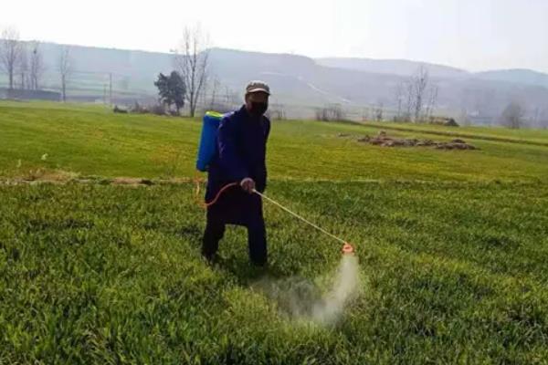 甲基二磺隆除草剂除什么草