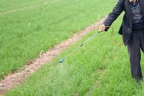甲基二磺隆除草剂除什么草