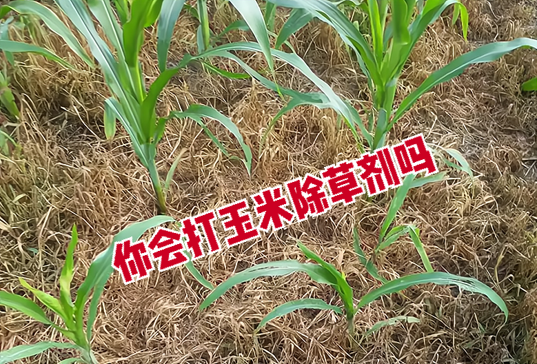 玉米除草剂_玉米除草剂_玉米除草剂除草原理