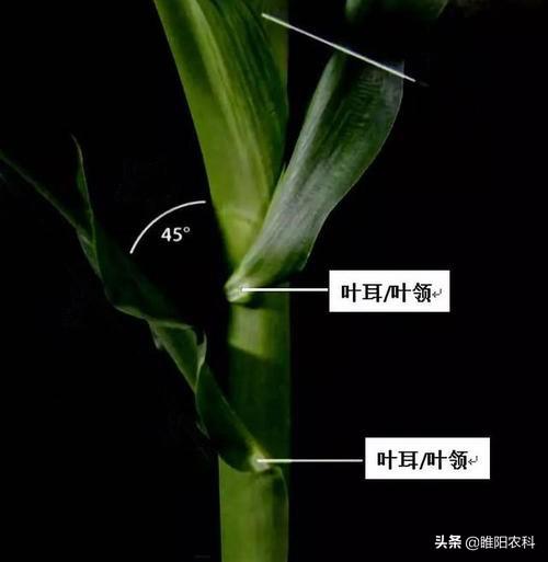 玉米除草剂打什么药_玉米除草专用药_玉米除草剂