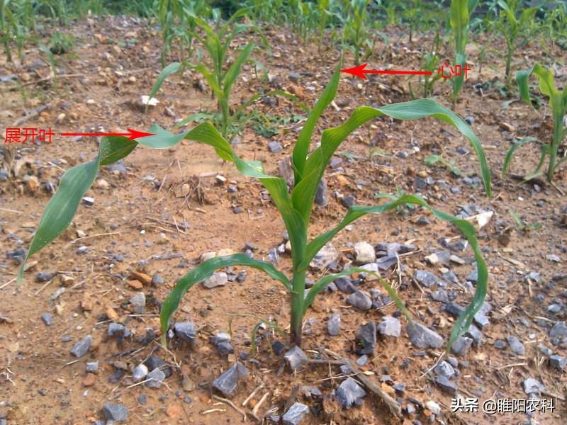 玉米除草剂打什么药_玉米除草剂_玉米除草专用药