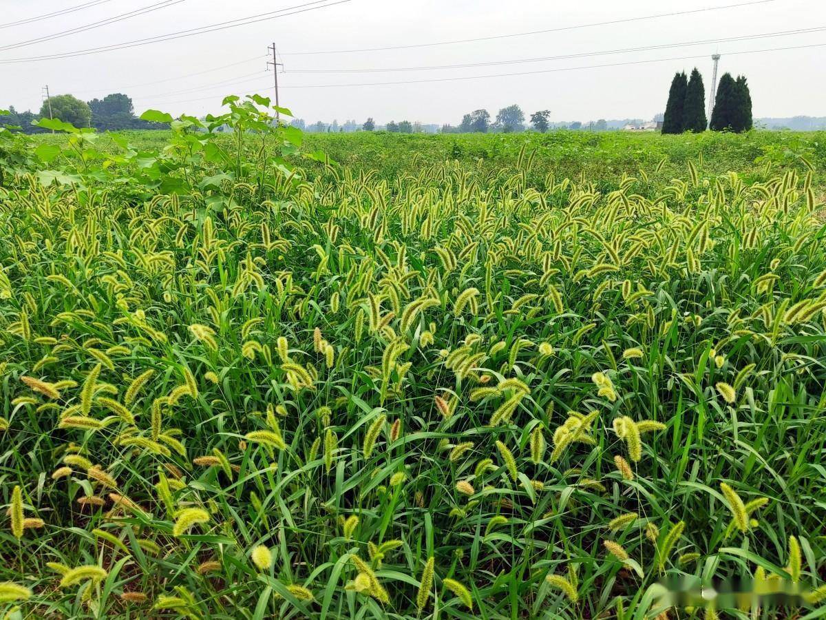 灭生性除草剂_灭生性除草剂可以杀死所有杂草_灭生性除草剂对人体的危害