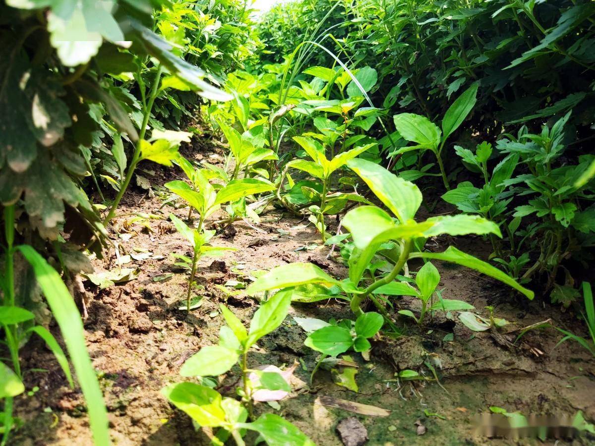 灭生性除草剂_灭生性除草剂对人体的危害_灭生性除草剂可以杀死所有杂草