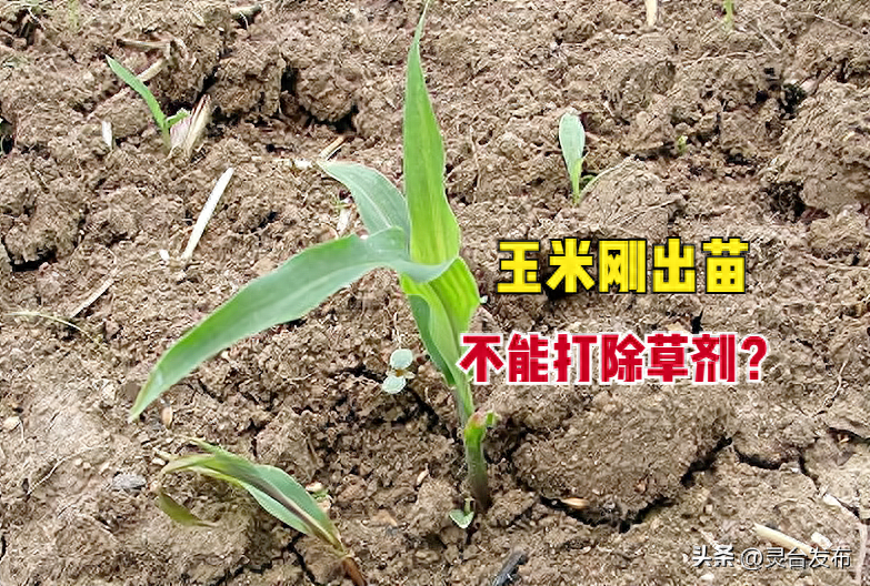 玉米除草剂_玉米除草剂_玉米除草剂的用法