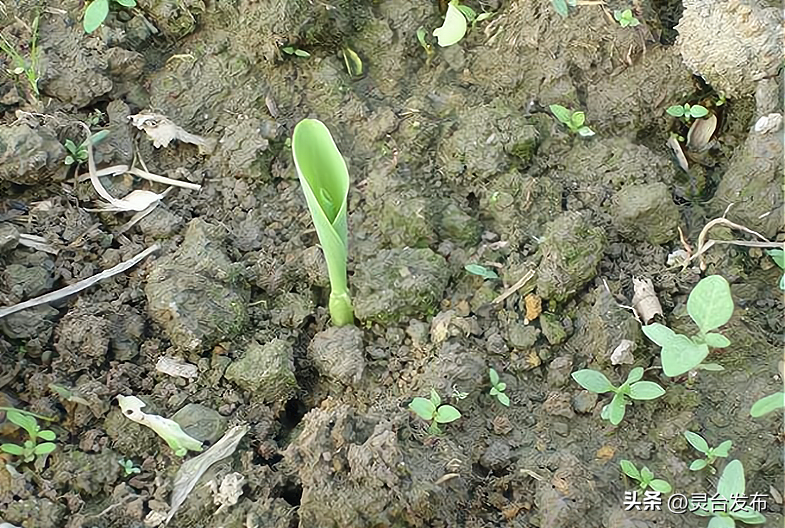 玉米除草剂_玉米除草剂的用法_玉米除草剂