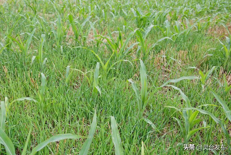 玉米除草剂_玉米除草剂_玉米除草剂的用法
