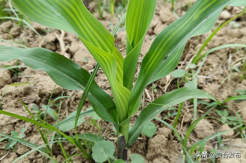 玉米除草剂_玉米除草剂_玉米除草剂的用法