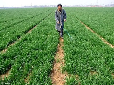 玉米田芦苇用什么除草剂除草_除草剂_墨西哥玉米草用什么除草剂除草