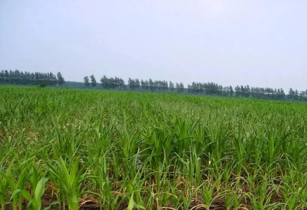 玉米除草剂的用法_玉米除草剂打什么药_玉米除草剂
