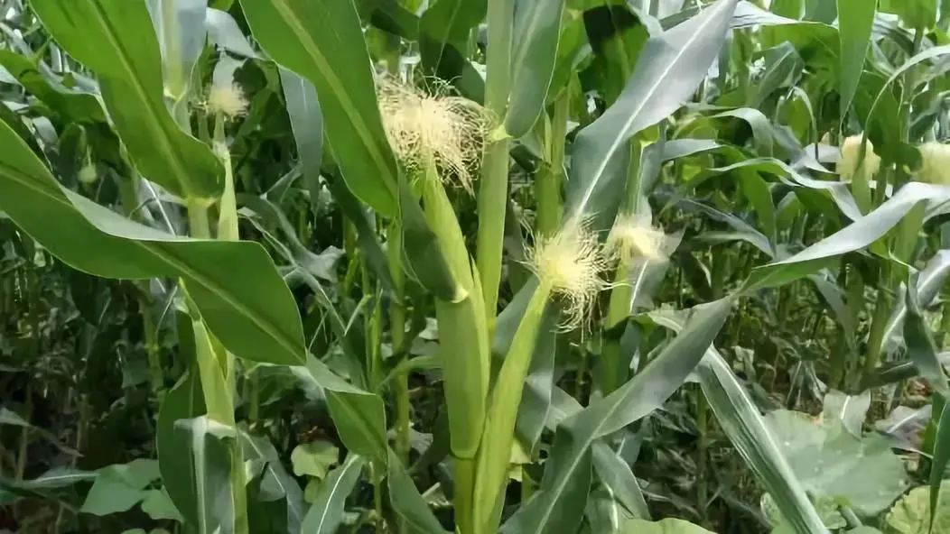 玉米除草剂的用法_玉米除草剂打什么药_玉米除草剂