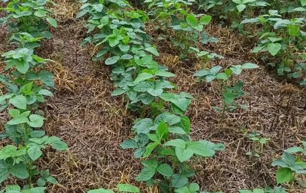 除草剂配方_除草剂配方制作大全_除草剂怎么配法