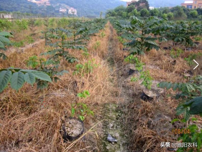 除草剂_半夏用什么除草剂除草_黄豆地用什么除草剂除草