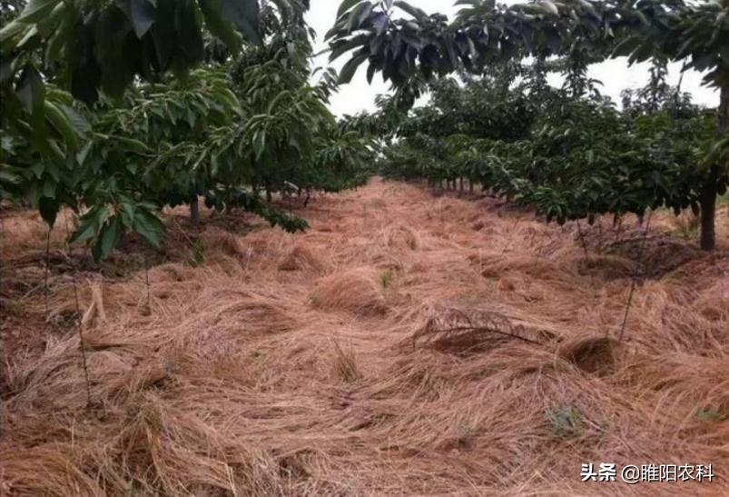 除草剂_半夏用什么除草剂除草_黄豆地用什么除草剂除草