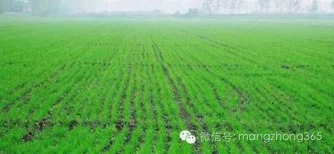 除草剂_墨西哥玉米草用什么除草剂除草_玉米田芦苇用什么除草剂除草