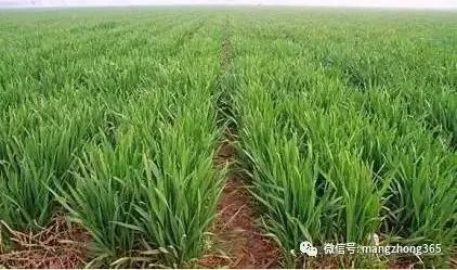 墨西哥玉米草用什么除草剂除草_玉米田芦苇用什么除草剂除草_除草剂