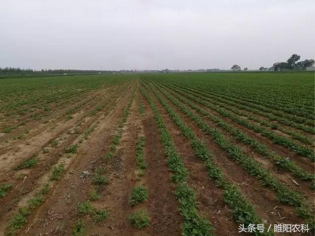 玉米田芦苇用什么除草剂除草_花生出苗后用什么除草剂除草_除草剂