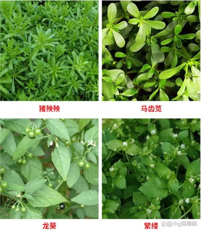 除草剂_花生出苗后用什么除草剂除草_墨西哥玉米草用什么除草剂除草