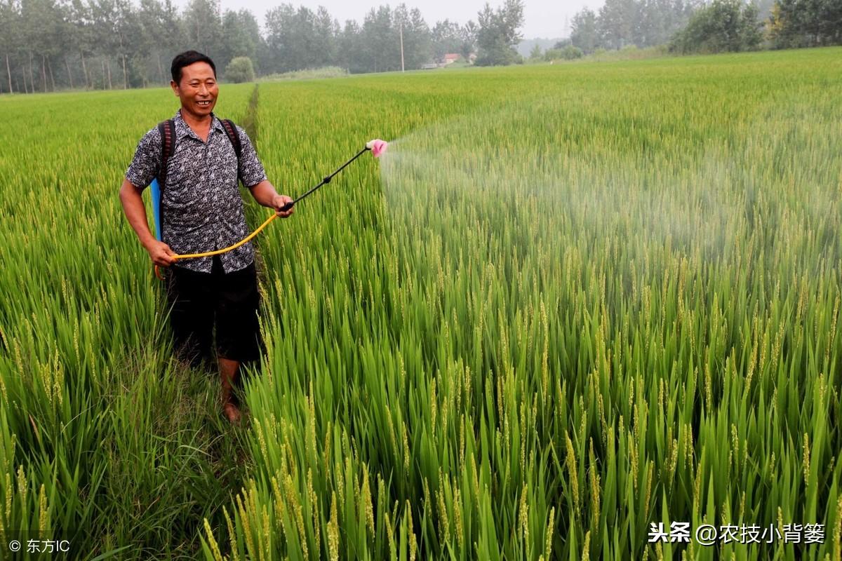 黄豆地用什么除草剂除草_玉米田芦苇用什么除草剂除草_除草剂