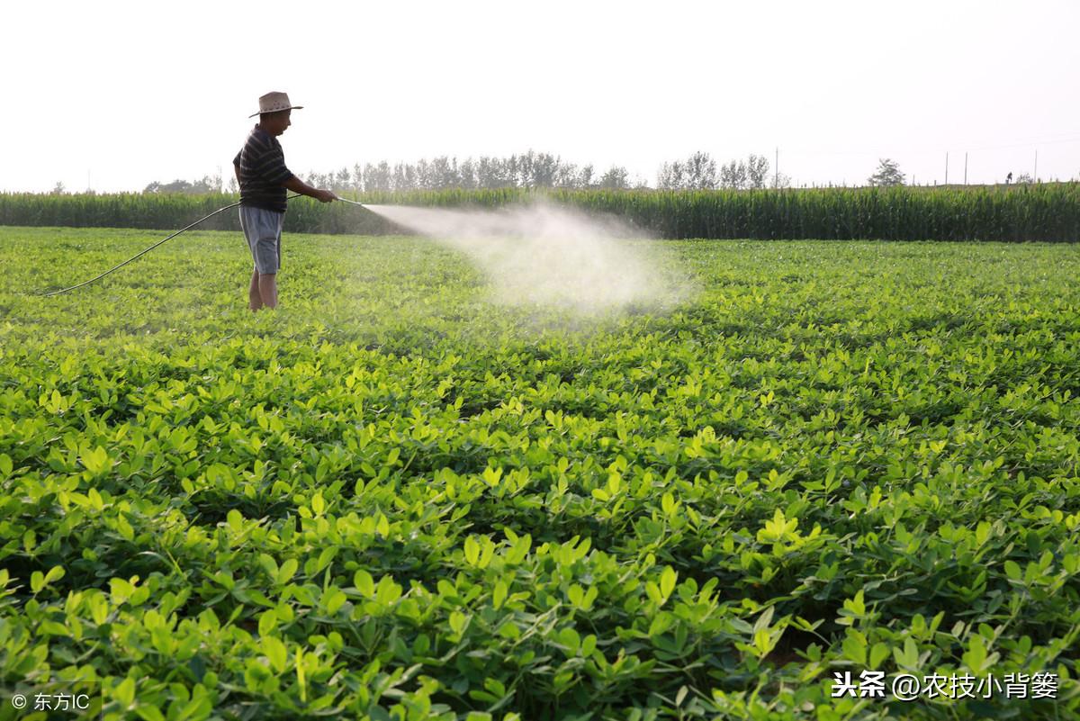 除草剂_玉米田芦苇用什么除草剂除草_黄豆地用什么除草剂除草