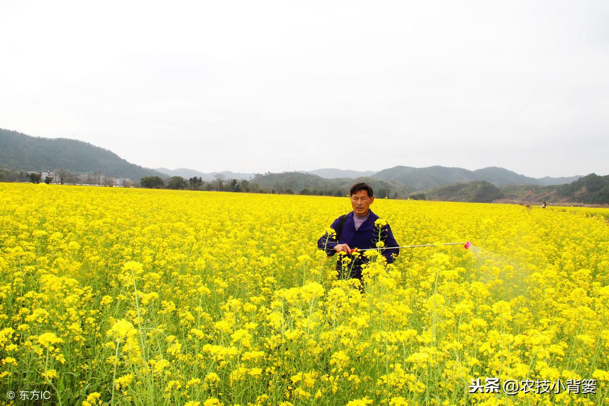 玉米田芦苇用什么除草剂除草_除草剂_黄豆地用什么除草剂除草