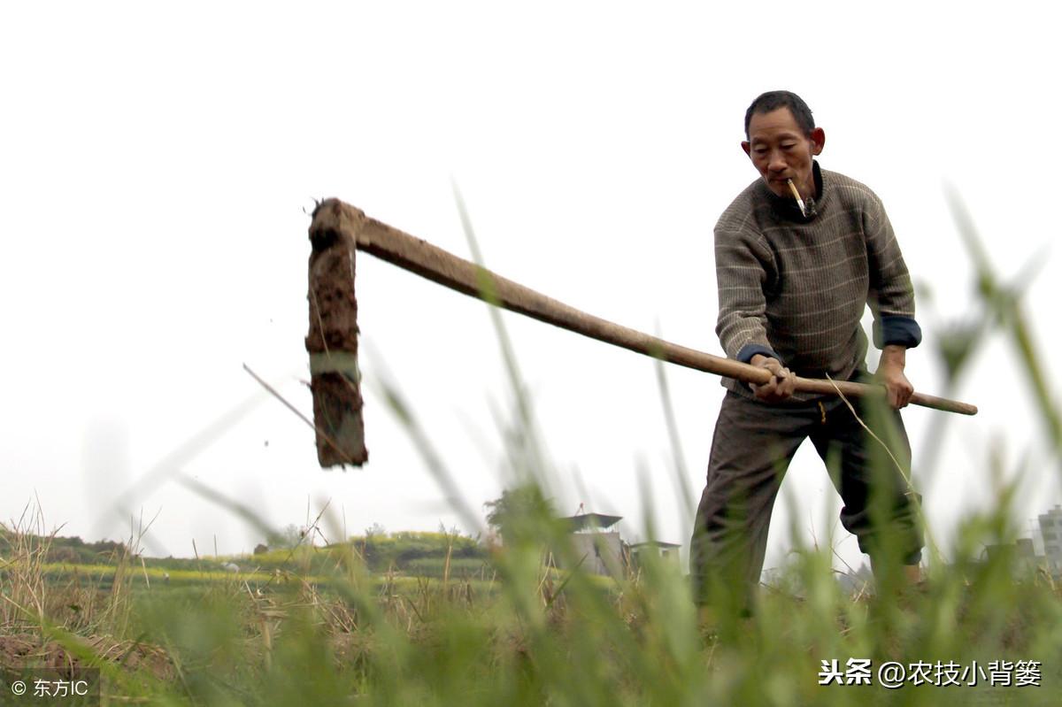 黄豆地用什么除草剂除草_玉米田芦苇用什么除草剂除草_除草剂
