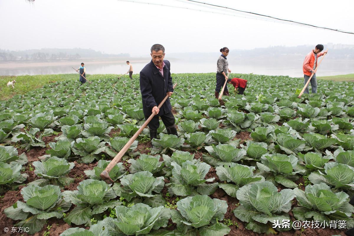 玉米田芦苇用什么除草剂除草_除草剂_黄豆地用什么除草剂除草