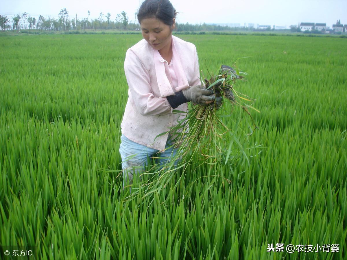 黄豆地用什么除草剂除草_玉米田芦苇用什么除草剂除草_除草剂
