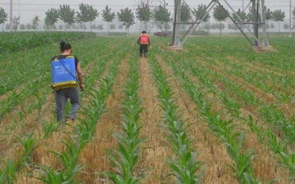 半夏用什么除草剂除草_黄豆地用什么除草剂除草_除草剂