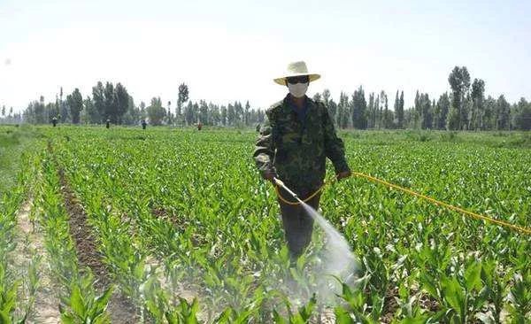 半夏用什么除草剂除草_除草剂_黄豆地用什么除草剂除草