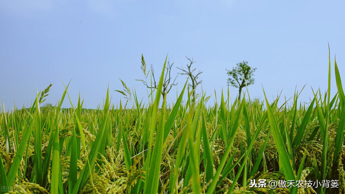 墨西哥玉米草用什么除草剂除草_半夏用什么除草剂除草_除草剂