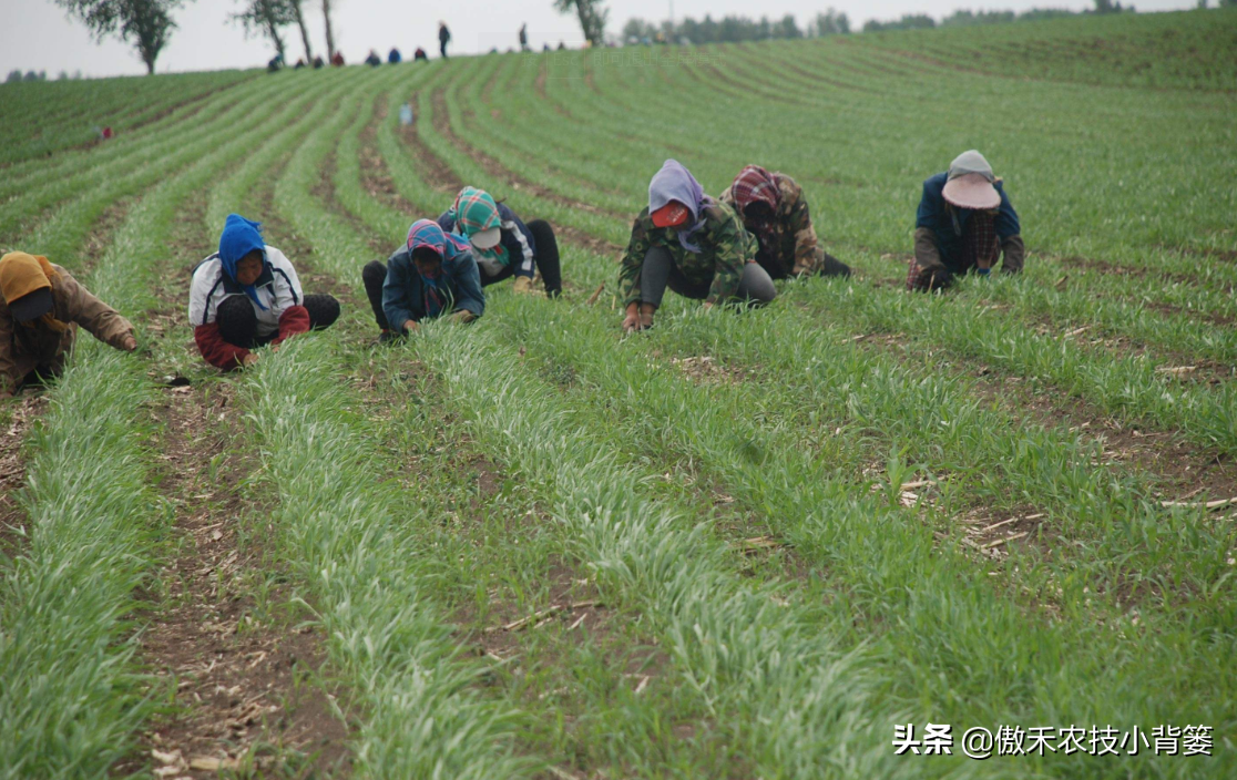 半夏用什么除草剂除草_墨西哥玉米草用什么除草剂除草_除草剂