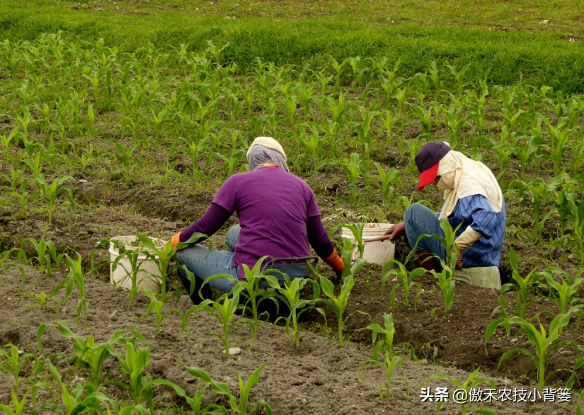 墨西哥玉米草用什么除草剂除草_半夏用什么除草剂除草_除草剂