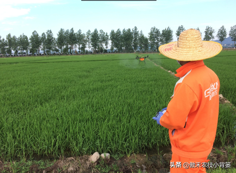 半夏用什么除草剂除草_墨西哥玉米草用什么除草剂除草_除草剂
