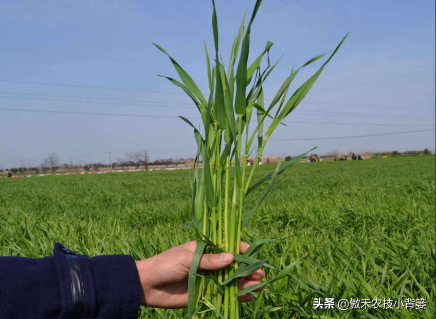 半夏用什么除草剂除草_墨西哥玉米草用什么除草剂除草_除草剂