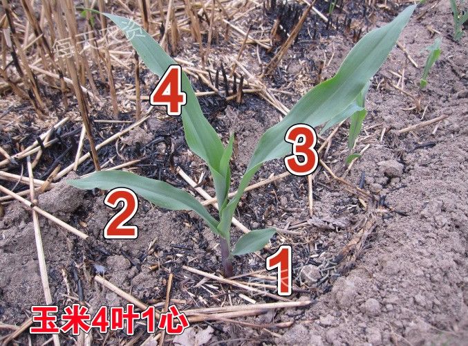 玉米除草剂除草原理_玉米除草剂打什么药_玉米除草剂