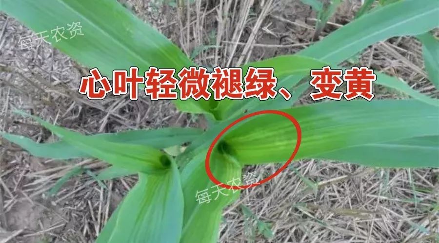 玉米除草剂_玉米除草剂打什么药_玉米除草剂除草原理