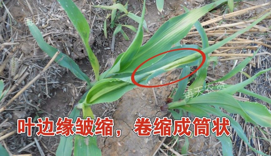 玉米除草剂除草原理_玉米除草剂_玉米除草剂打什么药