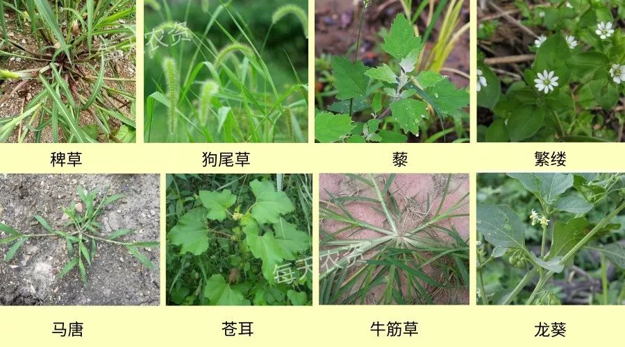 玉米除草剂除草原理_玉米除草剂打什么药_玉米除草剂