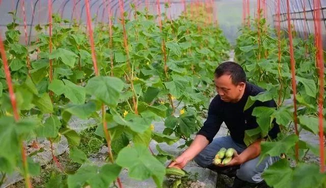 半夏用什么除草剂除草_除草剂_玉米田芦苇用什么除草剂除草
