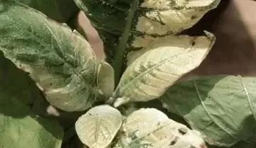 玉米田芦苇用什么除草剂除草_除草剂_半夏用什么除草剂除草