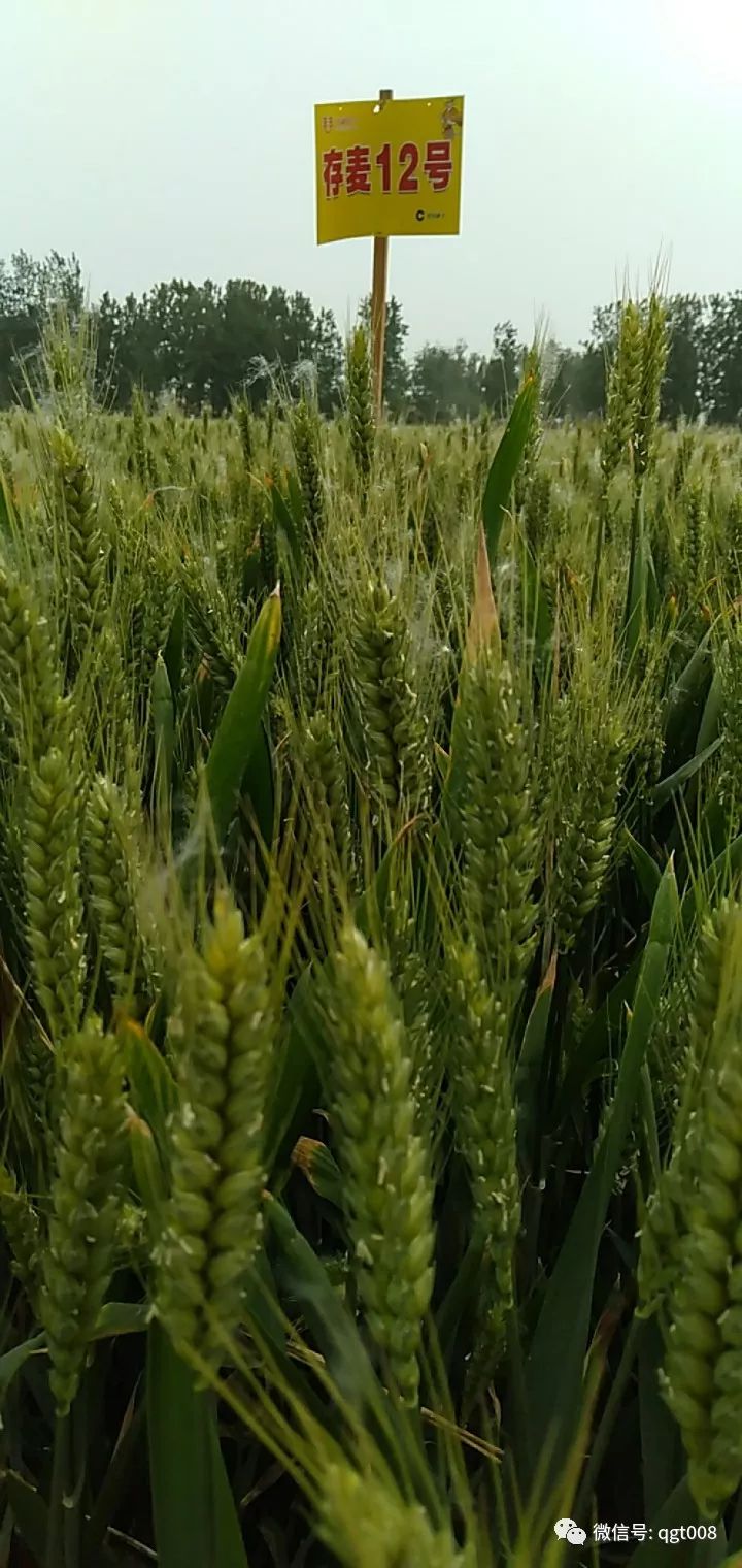 半夏用什么除草剂除草_除草剂_玉米田芦苇用什么除草剂除草