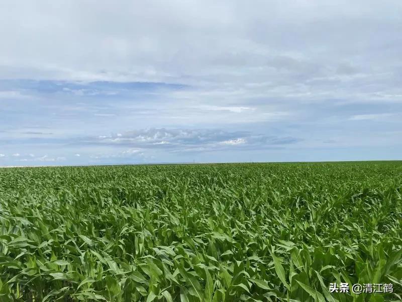花生出苗后用什么除草剂除草_除草剂_玉米田芦苇用什么除草剂除草