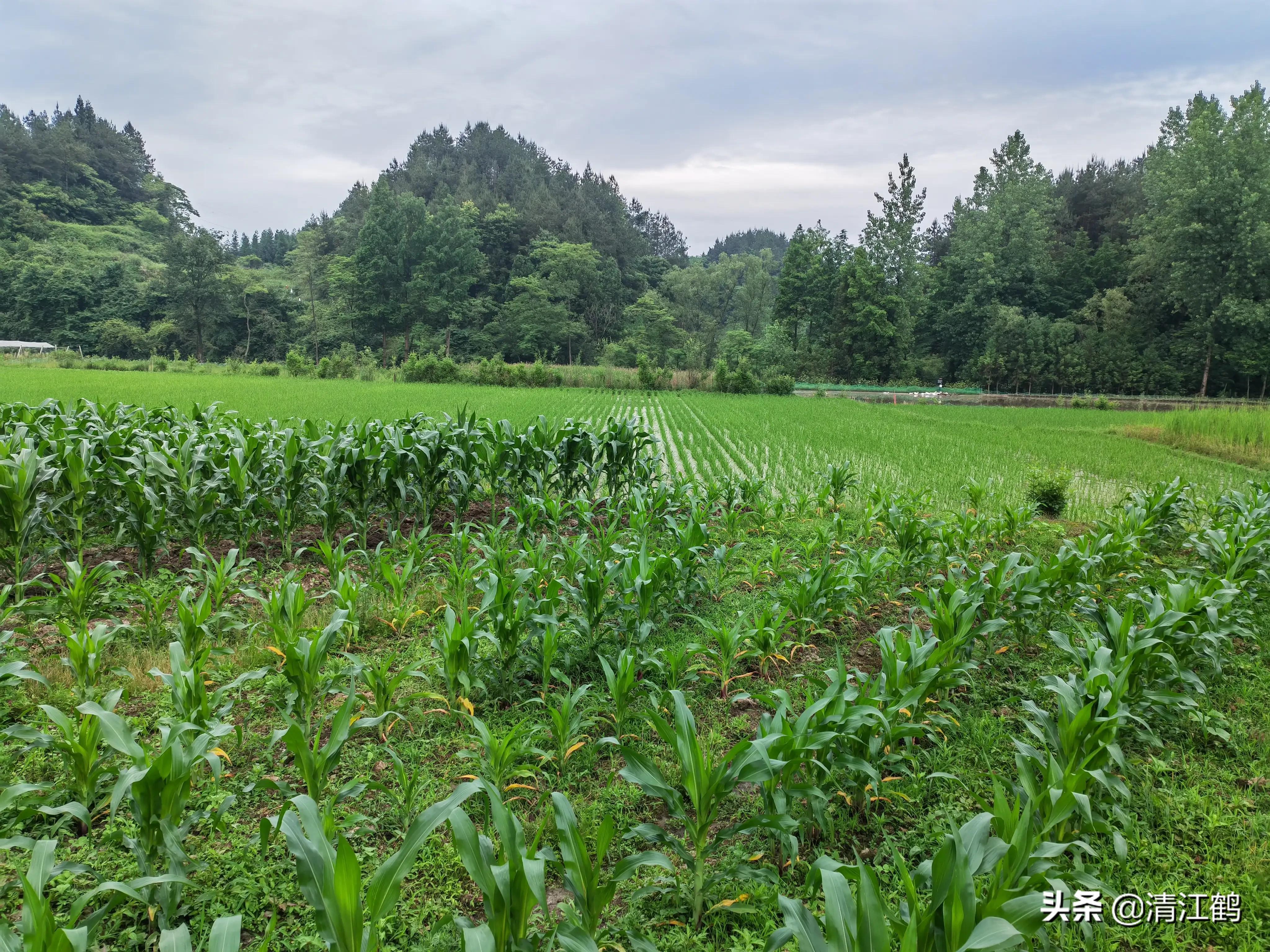 玉米田芦苇用什么除草剂除草_除草剂_花生出苗后用什么除草剂除草
