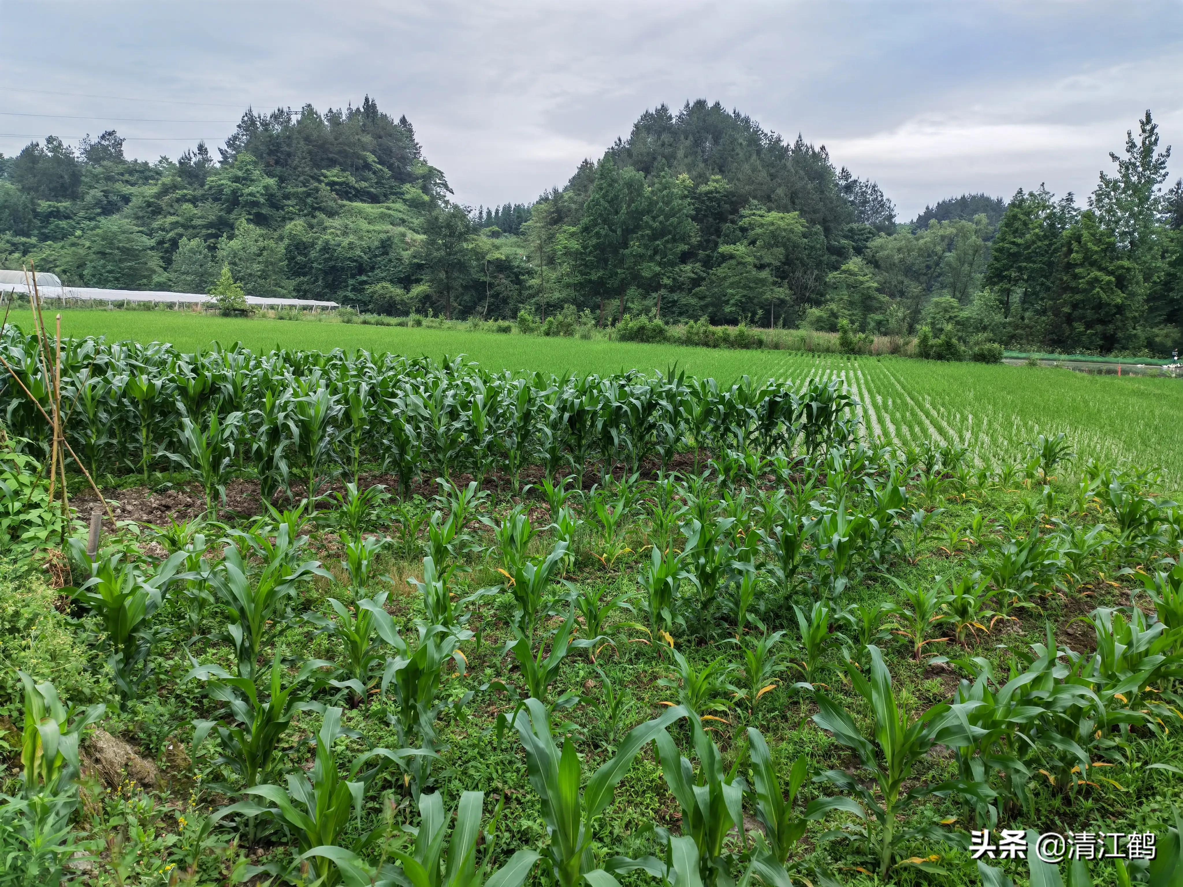 花生出苗后用什么除草剂除草_除草剂_玉米田芦苇用什么除草剂除草
