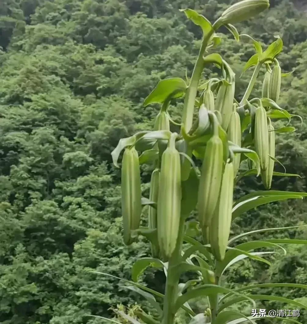 玉米田芦苇用什么除草剂除草_花生出苗后用什么除草剂除草_除草剂