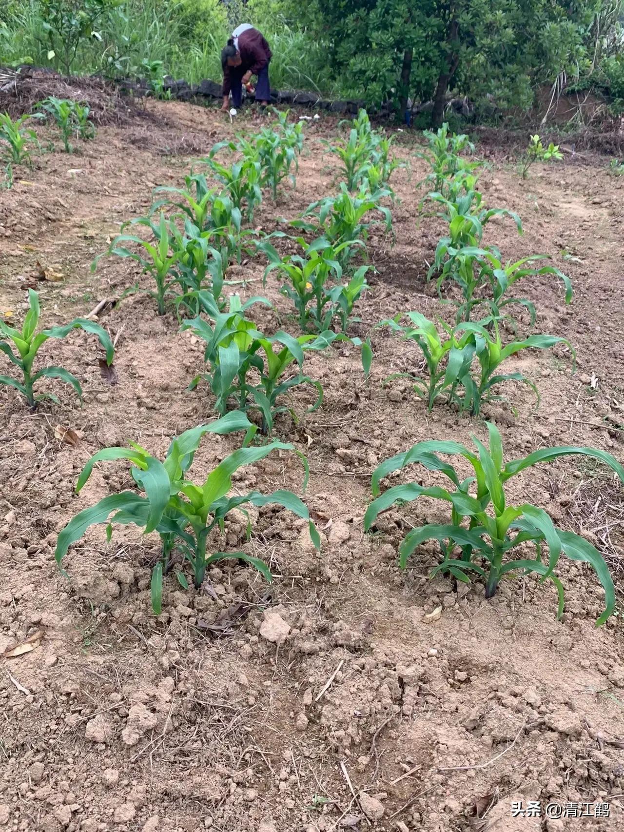 花生出苗后用什么除草剂除草_除草剂_玉米田芦苇用什么除草剂除草