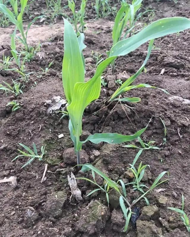 玉米除草剂_玉米除草专用药_玉米除草剂打什么药