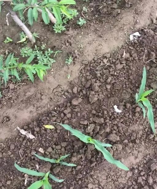 玉米除草专用药_玉米除草剂_玉米除草剂打什么药