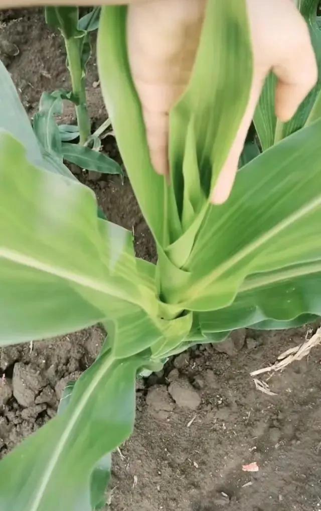 玉米除草专用药_玉米除草剂_玉米除草剂打什么药